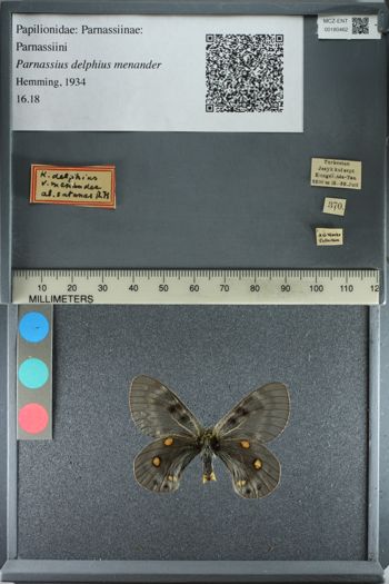 Media type: image;   Entomology 180462